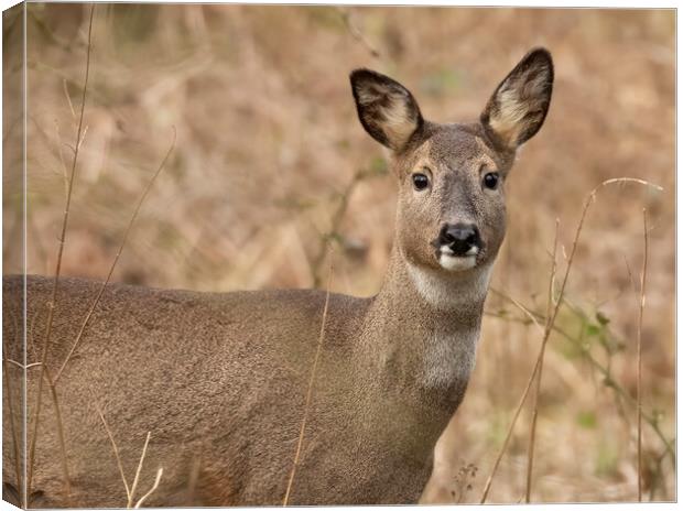 Roe Deer Portrait Canvas Print by Jonathan Thirkell
