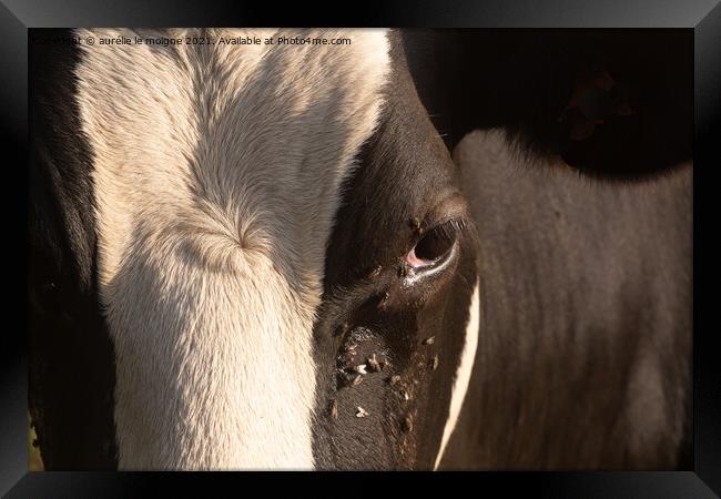 Close-up on the eye of a Holstein cow Framed Print by aurélie le moigne