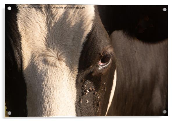 Close-up on the eye of a Holstein cow Acrylic by aurélie le moigne