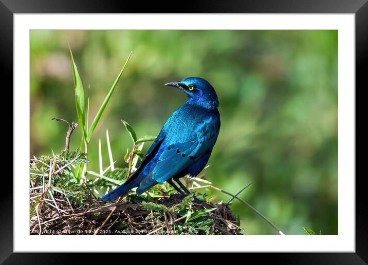 greater blue-eared glossy-starling; Lamprotornis chalybaeus Framed Mounted Print by Steve de Roeck