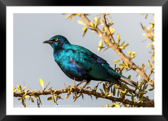 Greater Blue-eared Glossy-Starling; Lamprotornis chalybaeus Framed Mounted Print by Steve de Roeck
