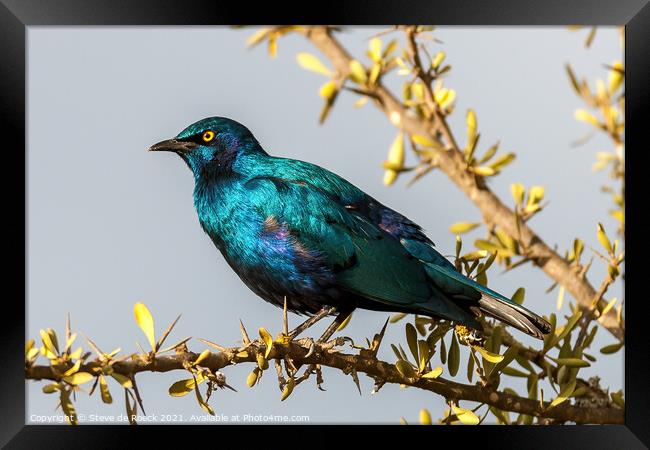 Greater Blue-eared Glossy-Starling; Lamprotornis chalybaeus Framed Print by Steve de Roeck