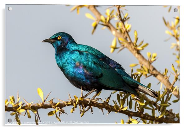 Greater Blue-eared Glossy-Starling; Lamprotornis chalybaeus Acrylic by Steve de Roeck