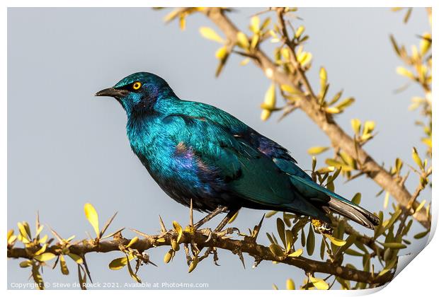 Greater Blue-eared Glossy-Starling; Lamprotornis chalybaeus Print by Steve de Roeck