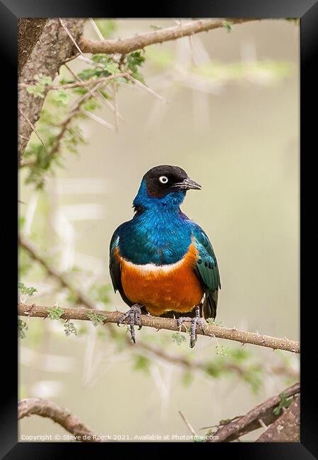 Superb Starling; Lamprotornis superbus Framed Print by Steve de Roeck