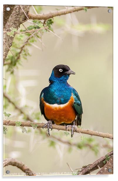 Superb Starling; Lamprotornis superbus Acrylic by Steve de Roeck
