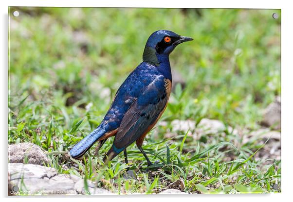 Hildebrandt's starling; Lamprotornis hildebrandti Acrylic by Steve de Roeck