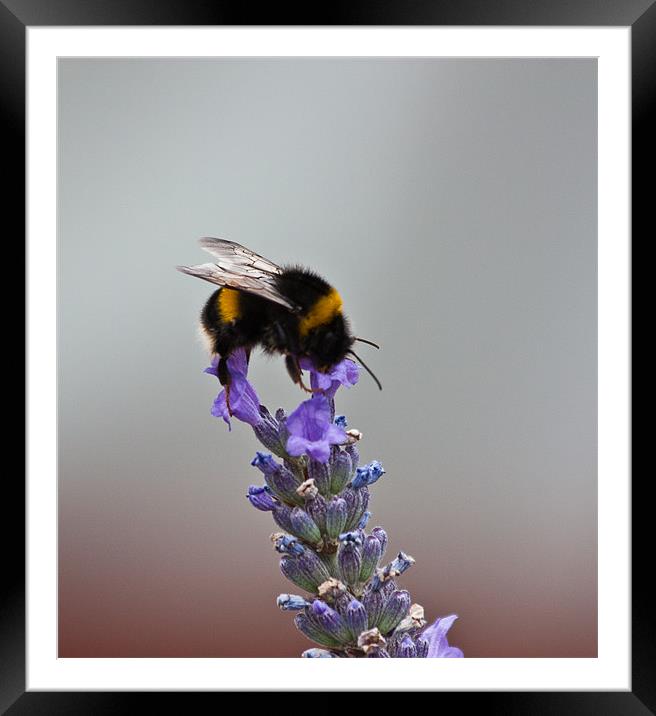 Bee on Lavender Framed Mounted Print by Dawn O'Connor