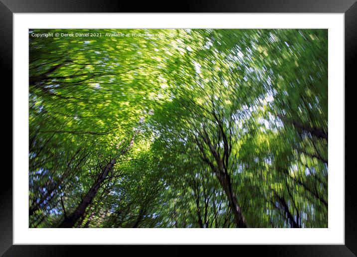 Looking Up Into The Trees Framed Mounted Print by Derek Daniel