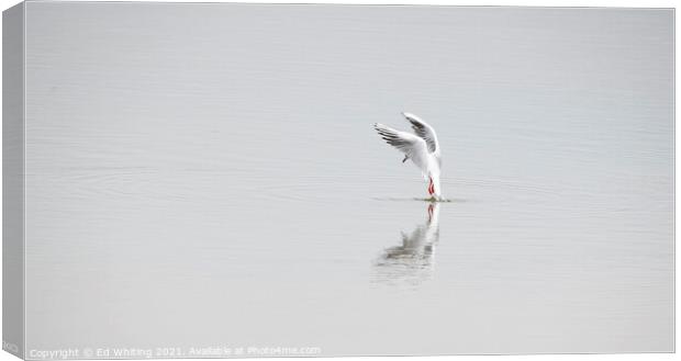 Abstract photograph of Seagull Canvas Print by Ed Whiting