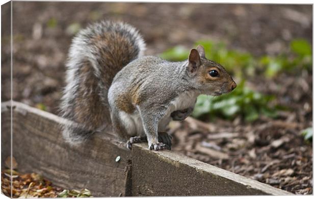 Grey Squirrel Canvas Print by Steve Purnell
