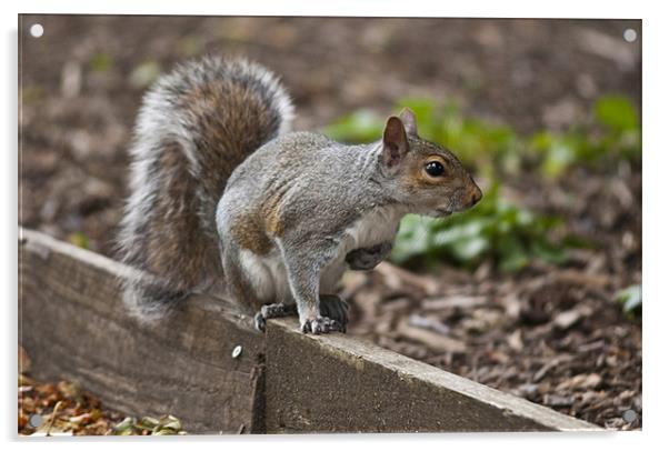 Grey Squirrel Acrylic by Steve Purnell