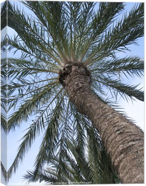 Looking up through the palm tree Canvas Print by Sheila Eames