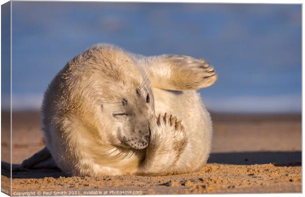 Grey Seal Pup Canvas Print by Paul Smith