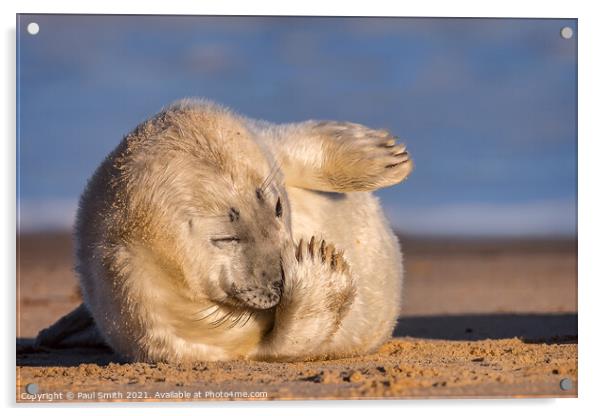 Grey Seal Pup Acrylic by Paul Smith