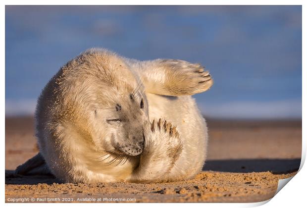 Grey Seal Pup Print by Paul Smith