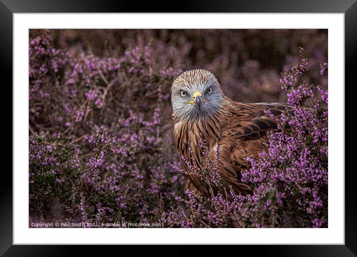Red Kite in Heather Framed Mounted Print by Paul Smith