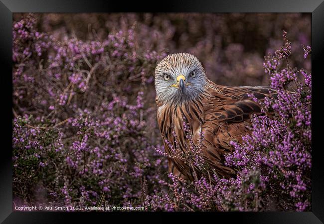 Red Kite in Heather Framed Print by Paul Smith