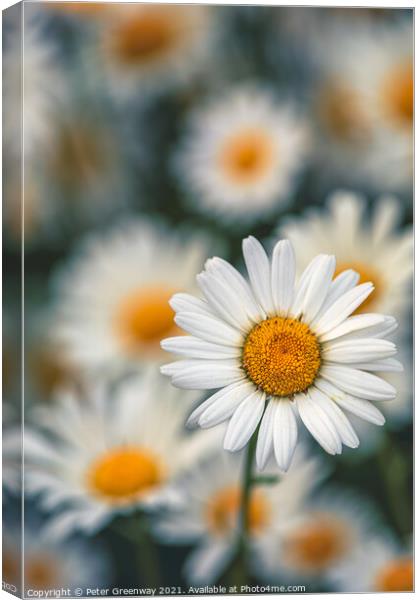 Wild Ox-Eye or Moon Daisies On The Grass Roadside Verges In The  Canvas Print by Peter Greenway
