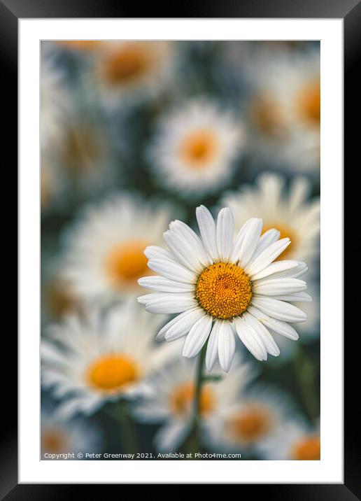 Wild Ox-Eye or Moon Daisies On The Grass Roadside Verges In The  Framed Mounted Print by Peter Greenway