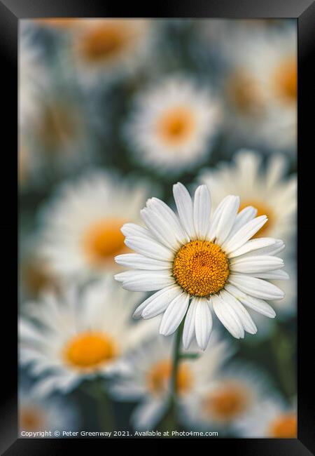 Wild Ox-Eye or Moon Daisies On The Grass Roadside Verges In The  Framed Print by Peter Greenway