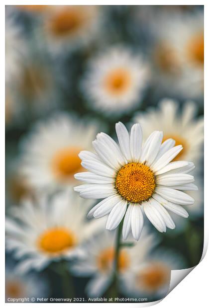 Wild Ox-Eye or Moon Daisies On The Grass Roadside Verges In The  Print by Peter Greenway