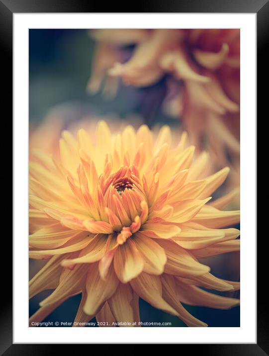 Dahlia Carnival Framed Mounted Print by Peter Greenway