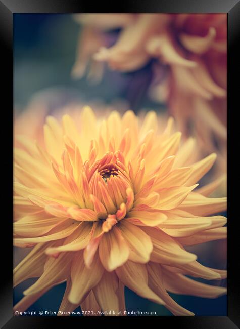 Dahlia Carnival Framed Print by Peter Greenway