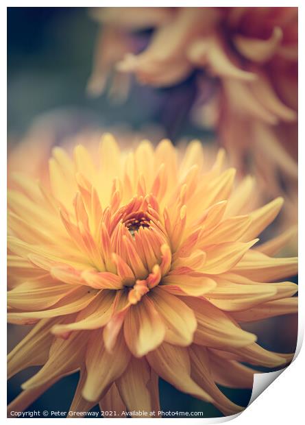 Dahlia Carnival Print by Peter Greenway