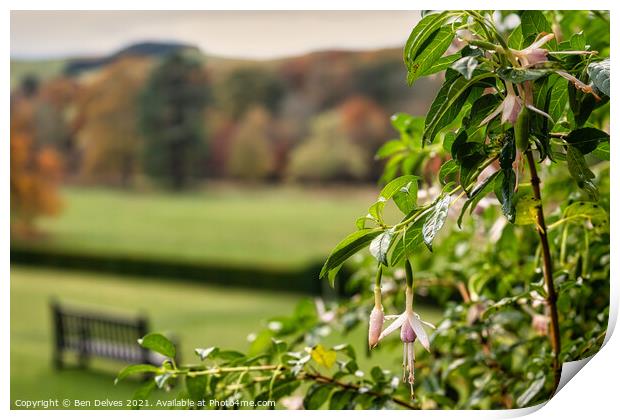 Fuchsia Bliss at Abbotsford House Print by Ben Delves
