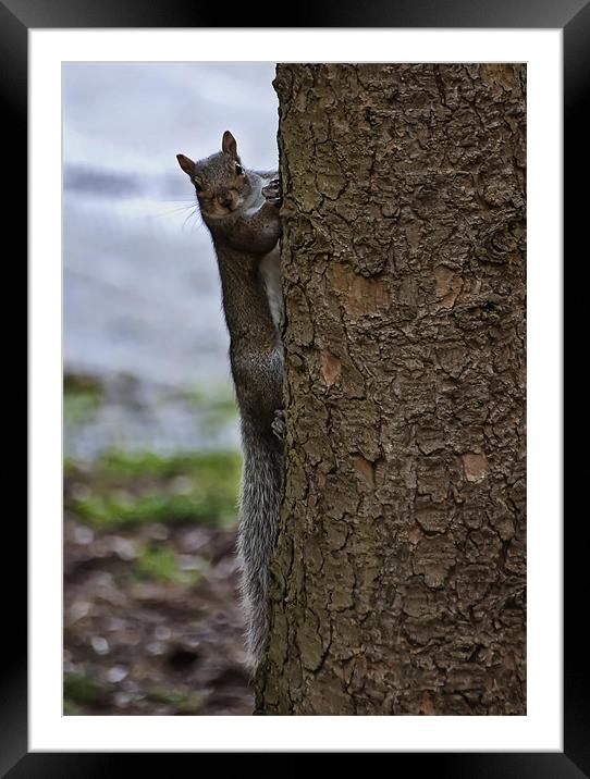 Grey squirrel Framed Mounted Print by Sam Smith