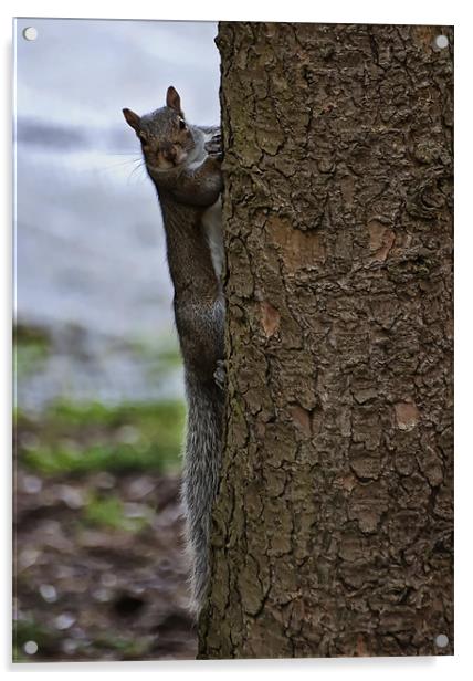 Grey squirrel Acrylic by Sam Smith