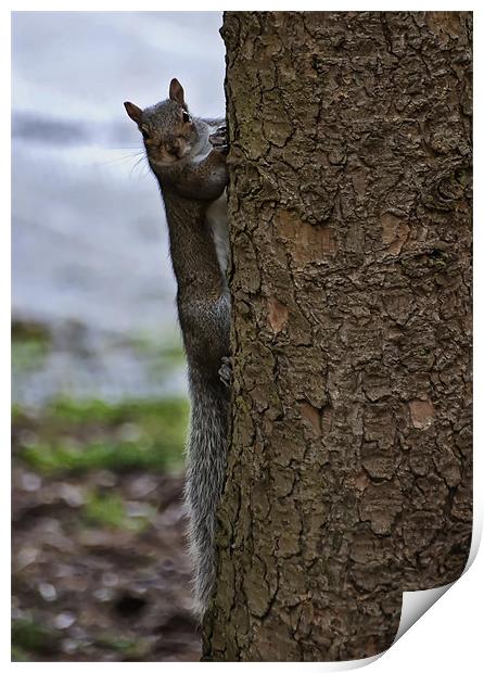 Grey squirrel Print by Sam Smith