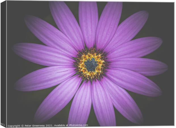 The Heart Of A Purple Aster Canvas Print by Peter Greenway