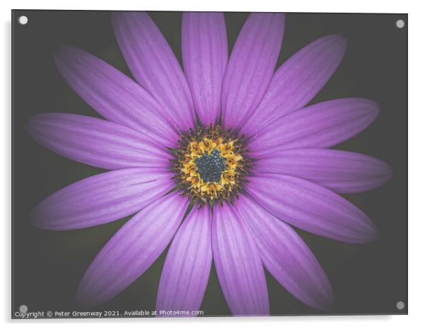 The Heart Of A Purple Aster Acrylic by Peter Greenway