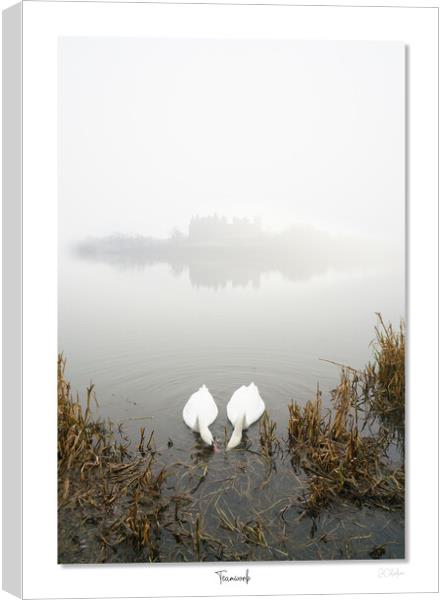     Team work,  makes the dream  work, Linlithgow, Scotland. Palace, Queen, Swans, lake Canvas Print by JC studios LRPS ARPS