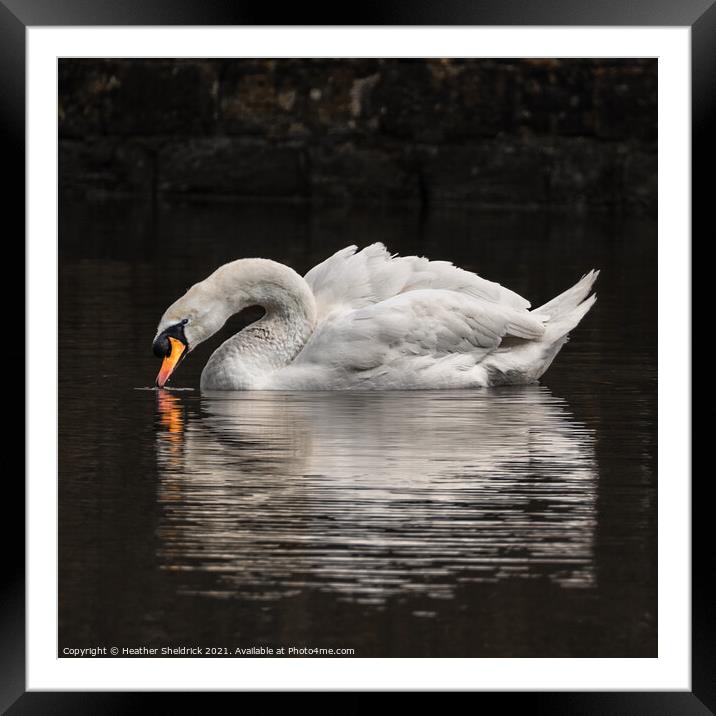 Swan reflection Framed Mounted Print by Heather Sheldrick