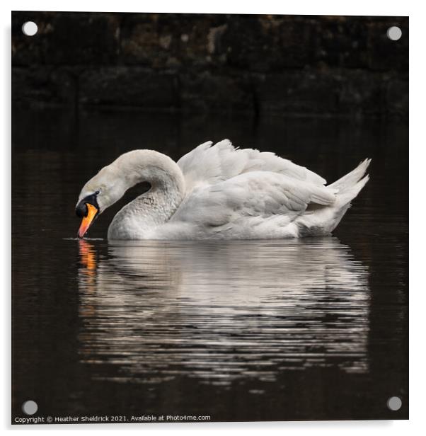 Swan reflection Acrylic by Heather Sheldrick