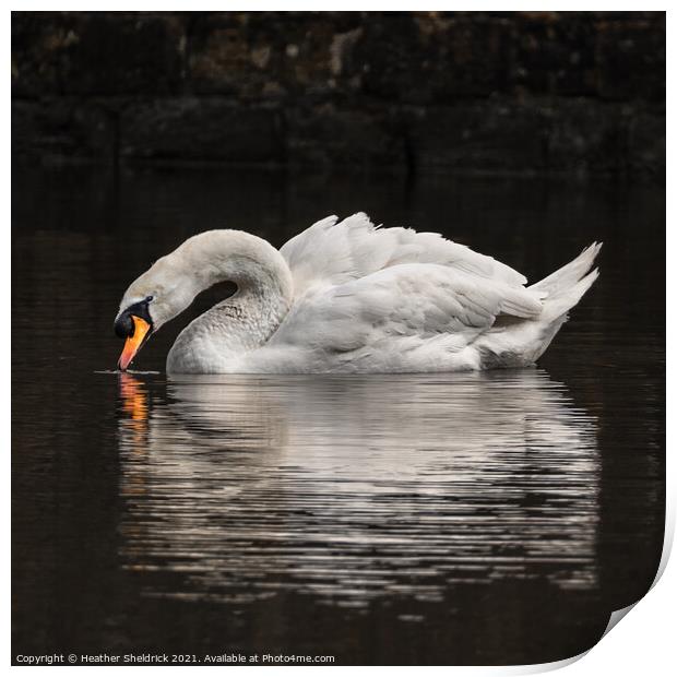 Swan reflection Print by Heather Sheldrick