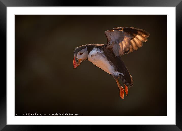Incoming Backlit Puffin Framed Mounted Print by Paul Smith