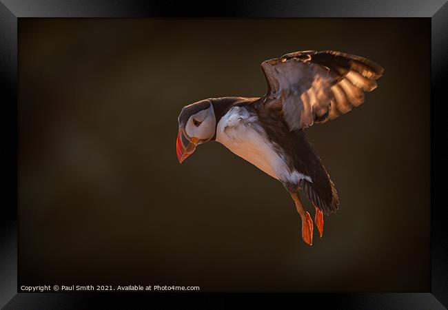 Incoming Backlit Puffin Framed Print by Paul Smith