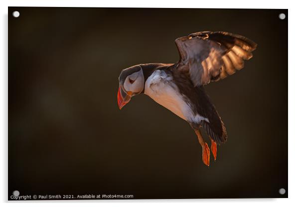 Incoming Backlit Puffin Acrylic by Paul Smith