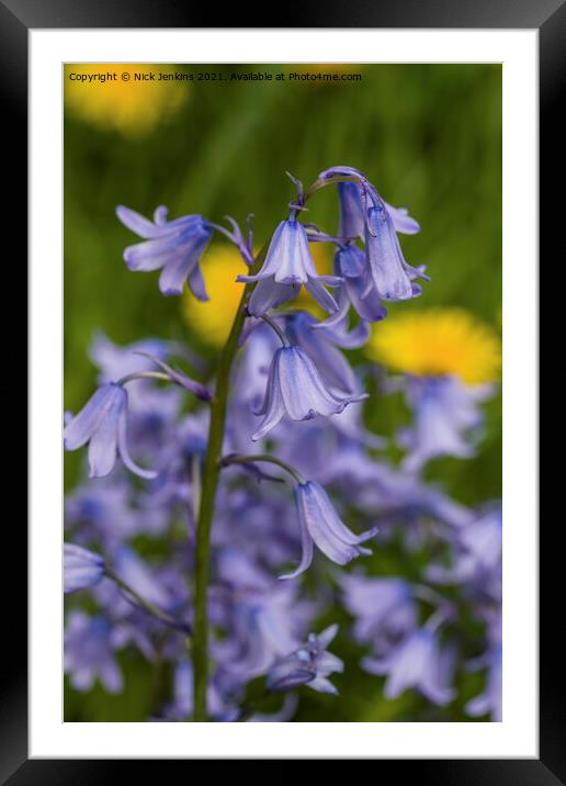 Bluebells close up in April with dandelions behind Framed Mounted Print by Nick Jenkins