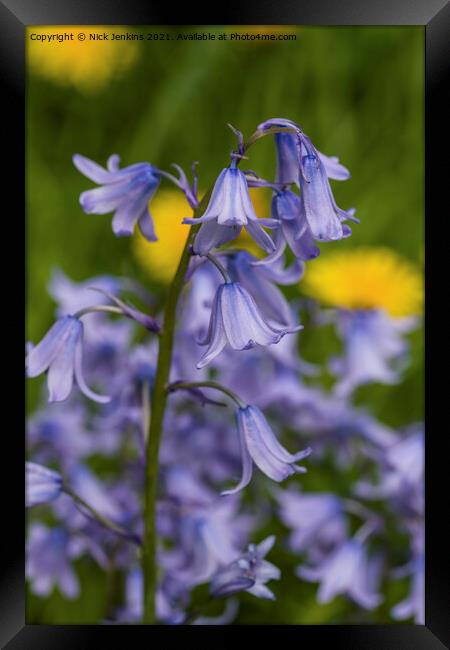 Bluebells close up in April with dandelions behind Framed Print by Nick Jenkins