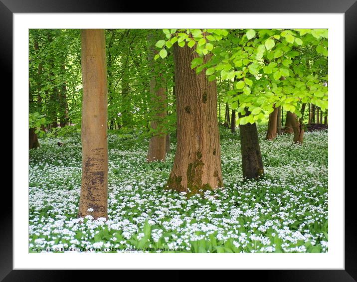 White Wild Garlic Flowers in Beech Woodland Framed Mounted Print by Elizabeth Debenham