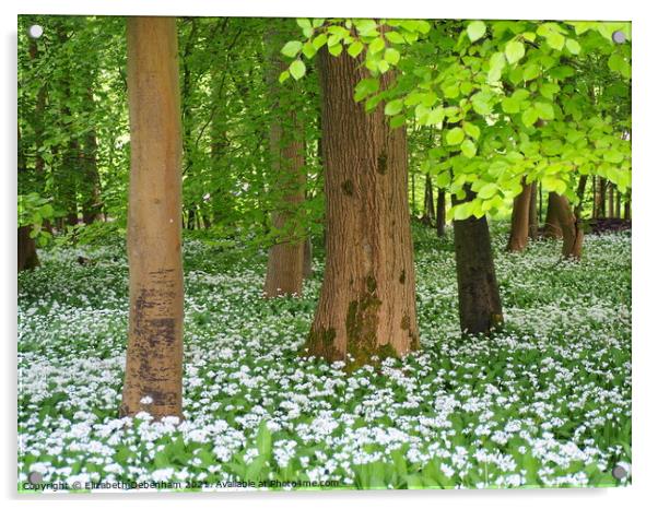 White Wild Garlic Flowers in Beech Woodland Acrylic by Elizabeth Debenham