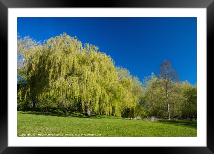Weeping willow in bright sunshine 368 Framed Mounted Print by PHILIP CHALK