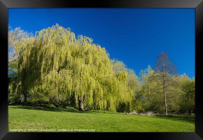 Weeping willow in bright sunshine 368 Framed Print by PHILIP CHALK