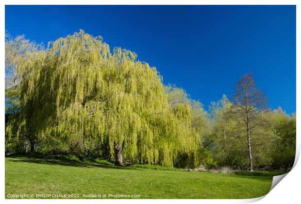 Weeping willow in bright sunshine 368 Print by PHILIP CHALK