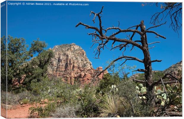 Sedona red rock trail Canvas Print by Adrian Beese